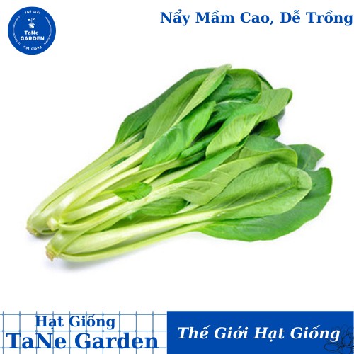 20Gr Hạt Giống Cải Ngọt - TaNe Garden