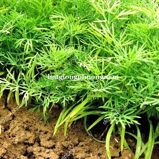 5GR - HẠT GIỐNG RAU THÌ LÀ