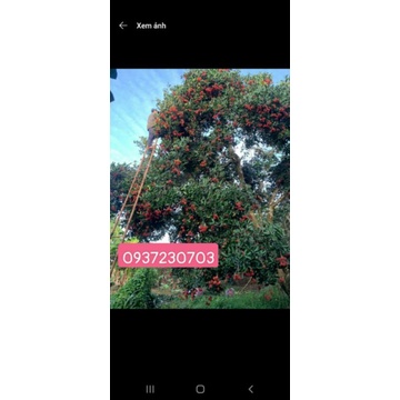 Chôm chôm.nhà vườn 1kg/14k