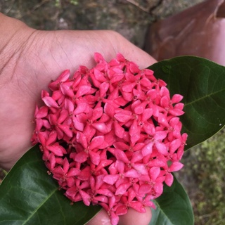 Cây giống mỹ tím _ bông trang mỹ tím