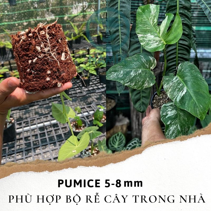 Đá Pumice size 5-8mm, bao 50l - dùng lót chậu, rải bề mặt sen đá, xương rồng, bonsai