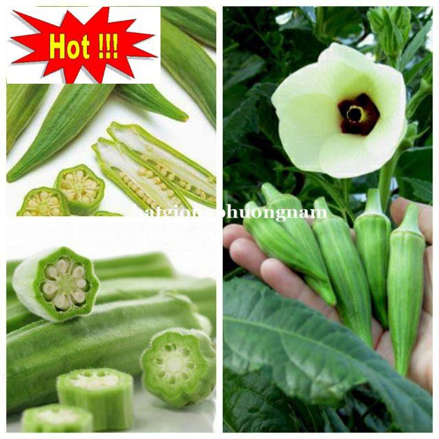 Hạt Giống Đậu Bắp Xanh 10 hạt