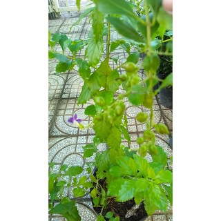 Cây chuỗi ngọc hoa tím