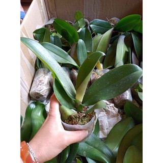 Lan Hồ Điệp cốc to khỏe