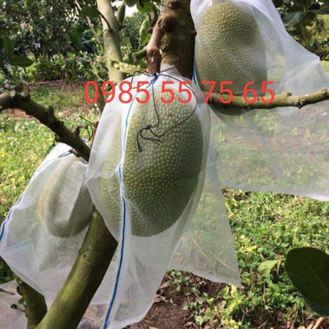 100 túi lưới bao mít có dây rút