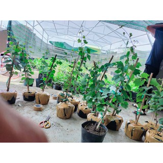 Cây Giống Nho Kẹo 126 [ Cao 1met ]