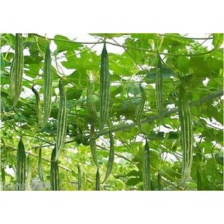 HẠT GIỐNG LẶC LÀY (MƯỚP NGỌT) nhập khẩu-  chuyên dụng.