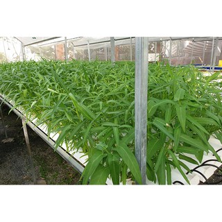 Dung Dịch Thuỷ Canh HYDROGREEN PART A & B 500ml