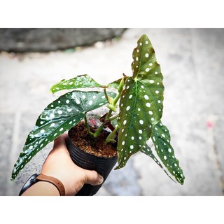 Cây Begonia Maculata