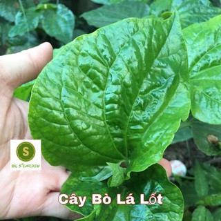 Cây Giống Bò Lá Lốt Nhà Trồng Cây Khoẻ