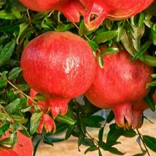 Cây lựu đỏ ấn độ, nhánh chiết