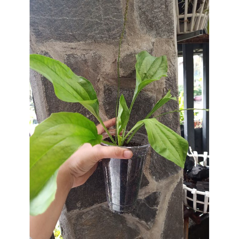 Chậu cây Mã Đề/cây giống