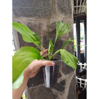 Chậu cây Mã Đề/cây giống