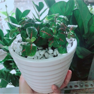 Chậu Cây Cẩm Nhung