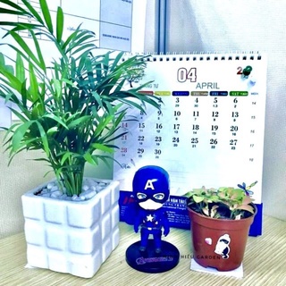 Cây cau tiểu trâm nhỏ chậu vuông