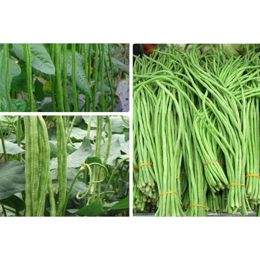 70 Hạt Giống Đậu Đũa Siêu Dài Màu Xanh