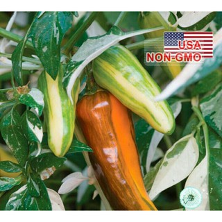 10h hạt giống ớt cầu vồng mix ( hạt giống mỹ )