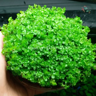 Cây Trân Châu Ngọc Trai - cây thủy sinh Trãi Nền - cỏ nền