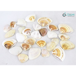 [KHỬ MÙI-SẤY CỰC KHÔ] Vỏ nghêu lụa trang trí phong cách biển hủ 300-320g HOS-03