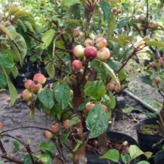 Táo đỏ cherry đang trái chi chít