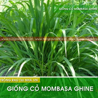 Hạt giống cỏ Mombasa ghine - cỏ sả lá lớn - cỏ chăn nuôi