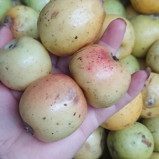 Táo mèo khô