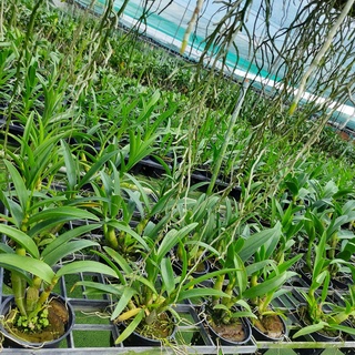 Hoa Lan Dendro Nắng Tre Xanh Thơm