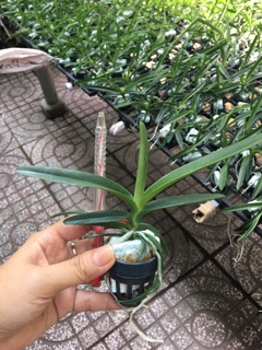 Hoa lan Vanda giống hoa to