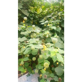 Cây Cối Xay Khô Sạch, Đẹp (1kg)