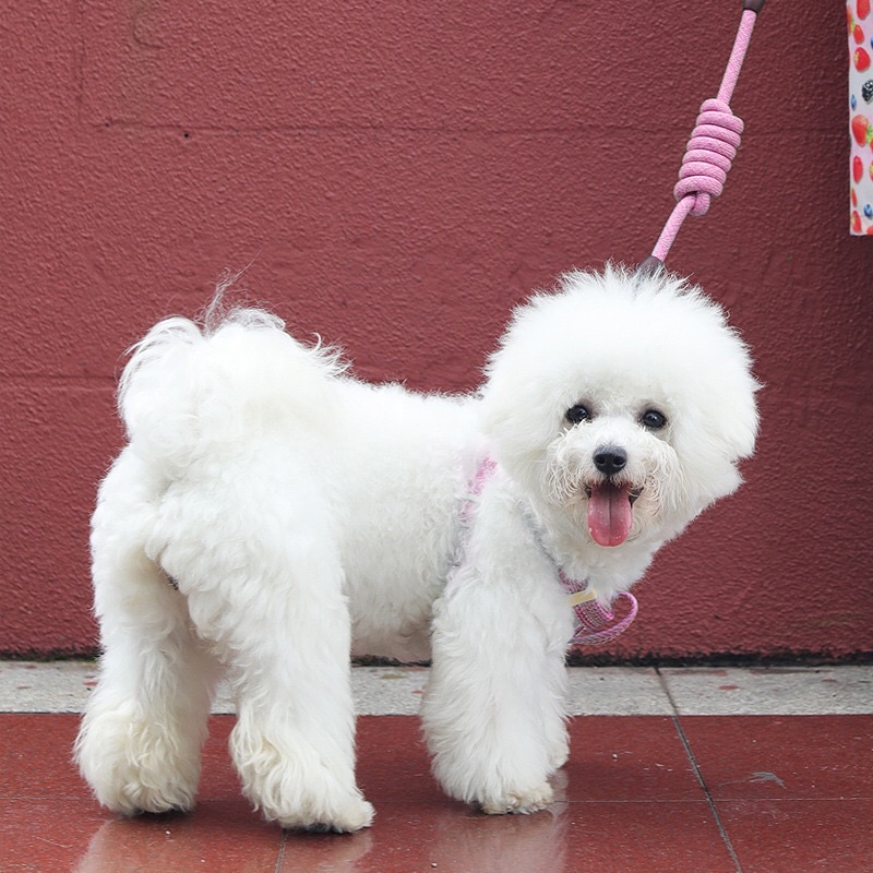 Dây Dắt Chó - Yếm Cho Chó Mèo giahuypetshop