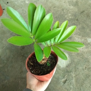 THIÊN TUẾ MÊXICO