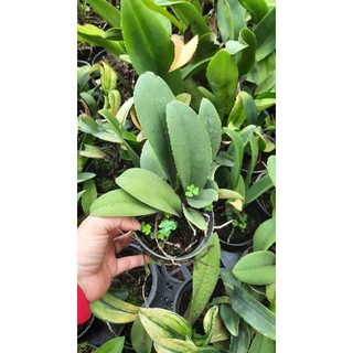 Hoa phong lan vũ nữ thỏ