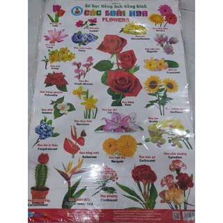 Bé học tiếng anh bằng hình ảnh các loài hoa