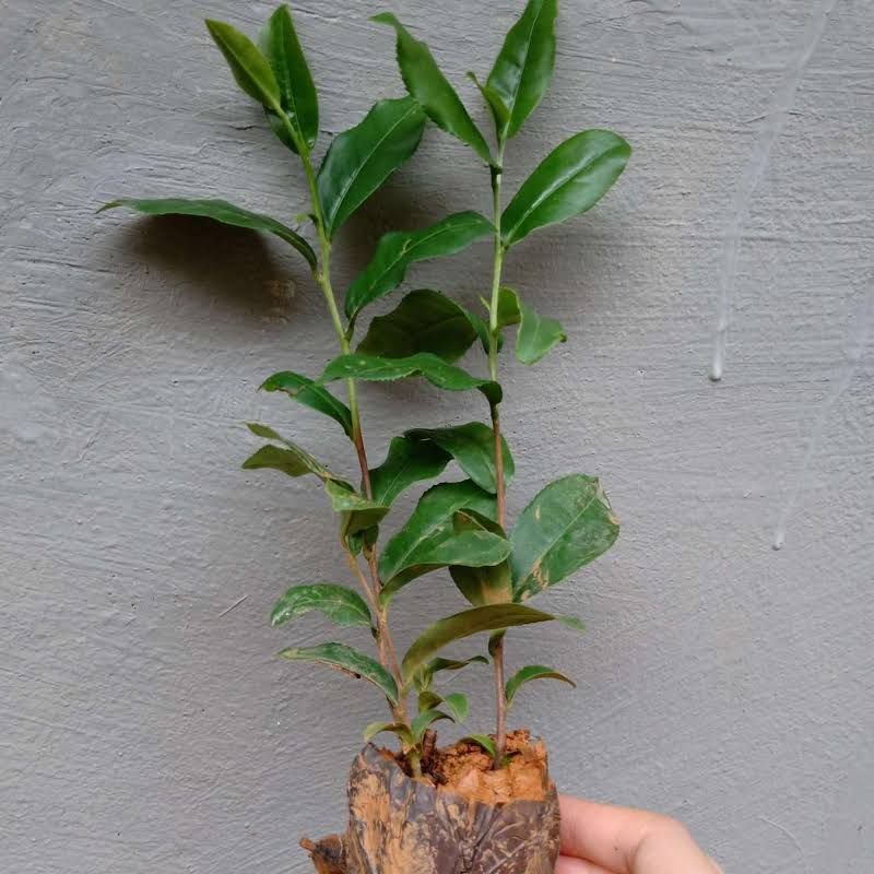 cây chè giống