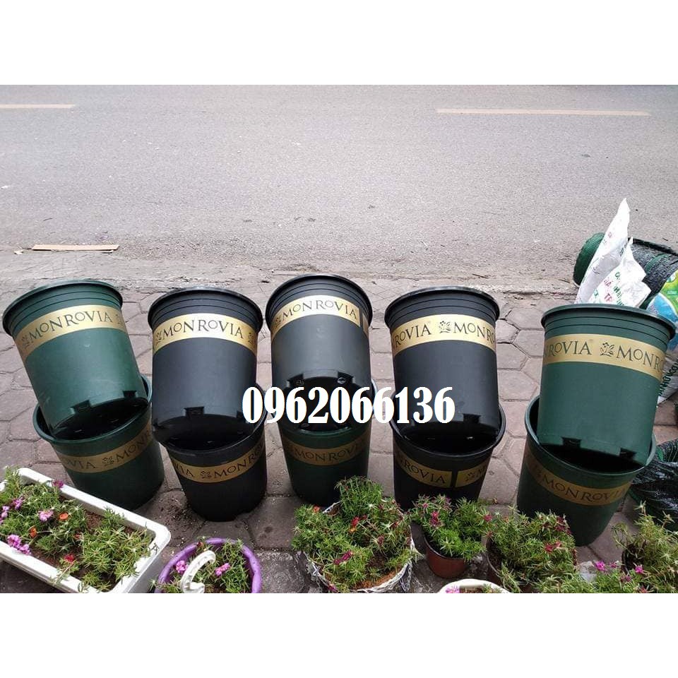 Combo 5 chậu Monrovia 3gal Kích thước: 24,5x26,5cm