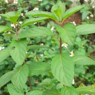 Cây bạc hà pepermint