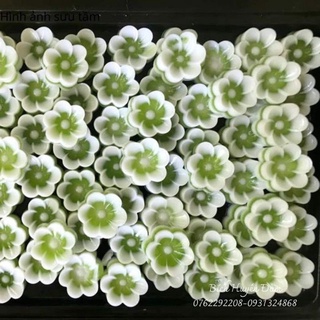 sét 20 khuôn silicon mẹ con ( 10  khuôn 5cm , 10 khuôn 3cm)