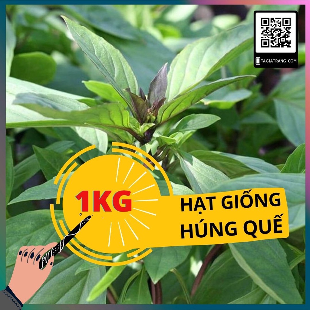 1KG hạt giống rau húng quế (húng chó)