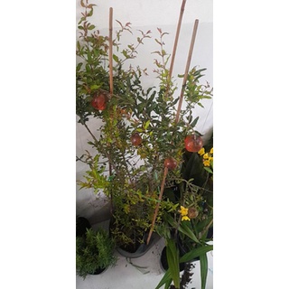 Cây 🌲 Lựu Ấn độ cao 1m2 đang trái