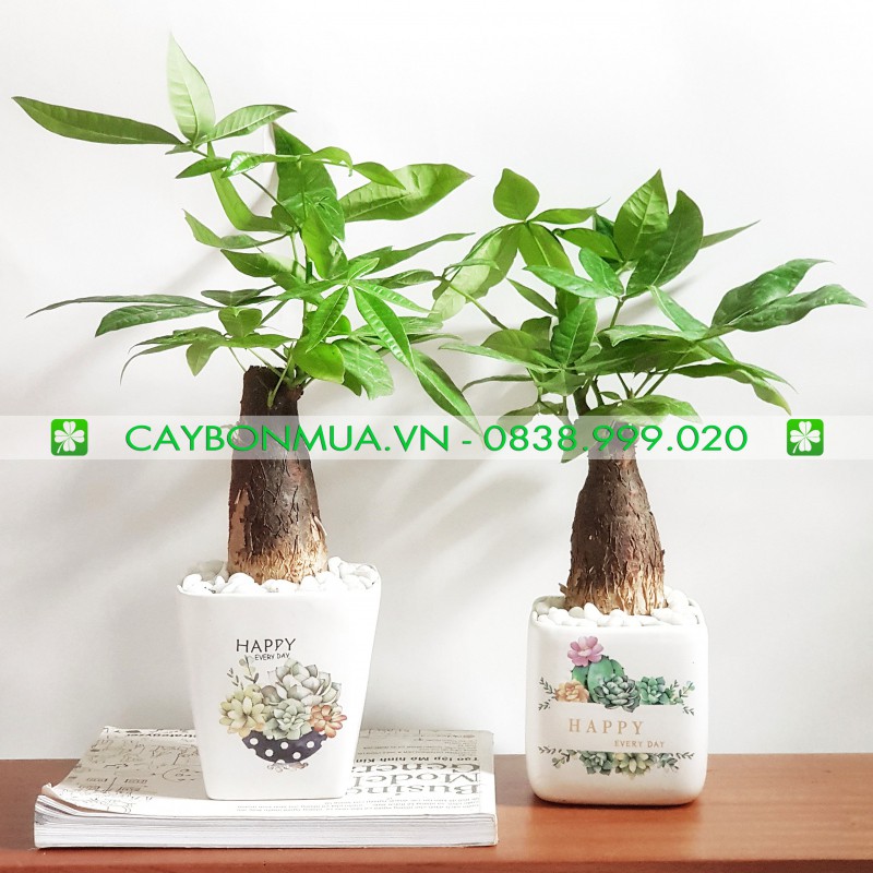 [CAYBONMUA.VN] Cây Kim Ngân [CHẬU ĐỂ BÀN TINH TẾ] Cao 30cm - 50cm