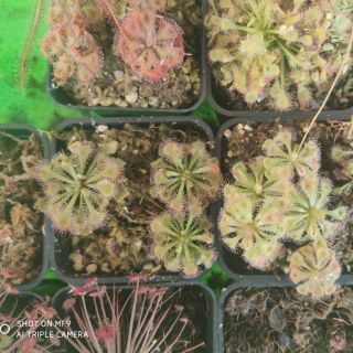 Combo 3 loại hạt giống cây bắt mồi gọng vó ( bẫy keo)