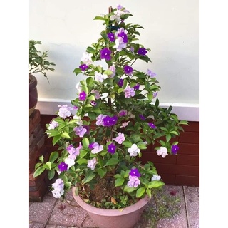 hoa nhài Nhật(cây giống )