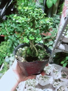 Cây Sam Hương (cao 12cm,ngang 7cm)