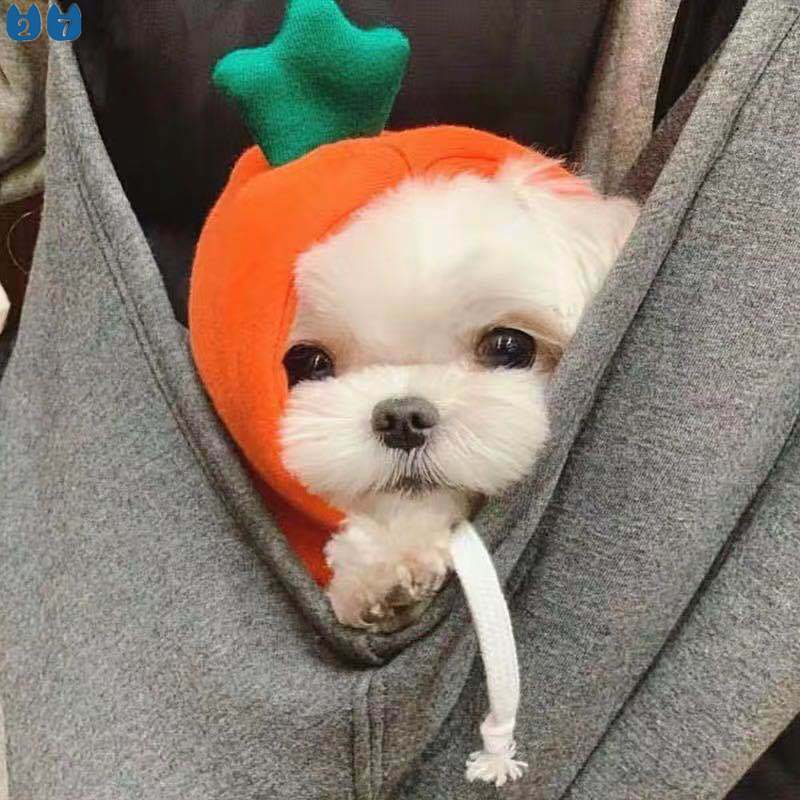 Bộ Đồ Hóa Trang Thành Trái Cây 27 Món Cho Thú Cưng