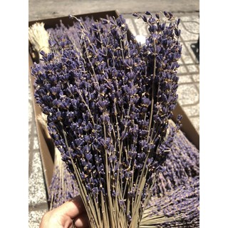 Hoa lavender khô 50 -100-200 cành