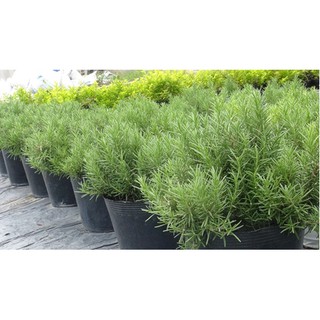 Hạt giống cây Hương thảo