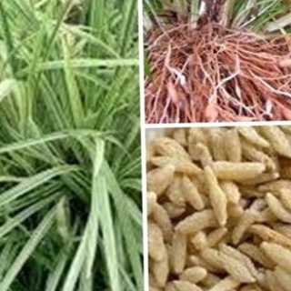 Mạch môn 100g
