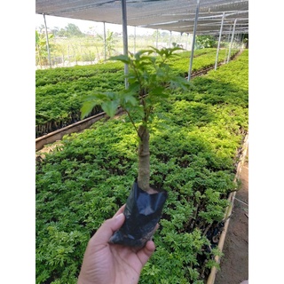 Cây giống Đinh Lăng lá nhỏ .