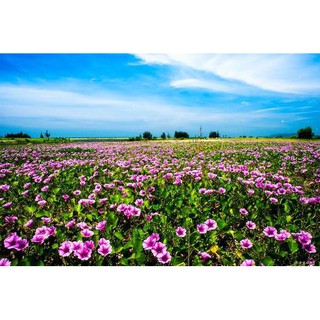 cây rau muống biển phơi khô