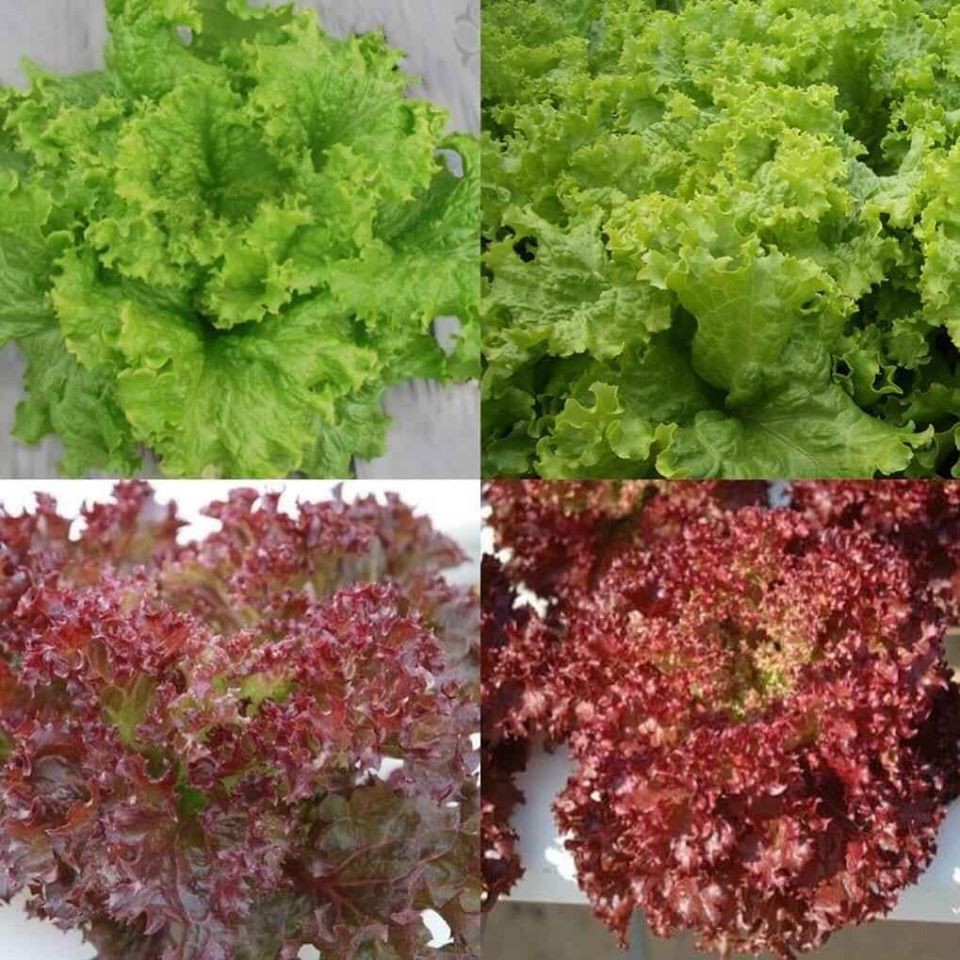 Hạt Giống Xà Lách Xoăn Xanh Cao Sản 2 Gram